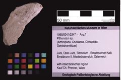 Foto (Objekt + Etiketten) von Pithonoton sp. (NHMW-GEO-1990-0041-0247)